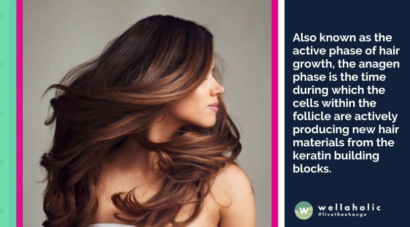 Also known as the active phase of hair growth, the anagen phase is the time during which the cells within the follicle are actively producing new hair materials from the keratin building blocks.