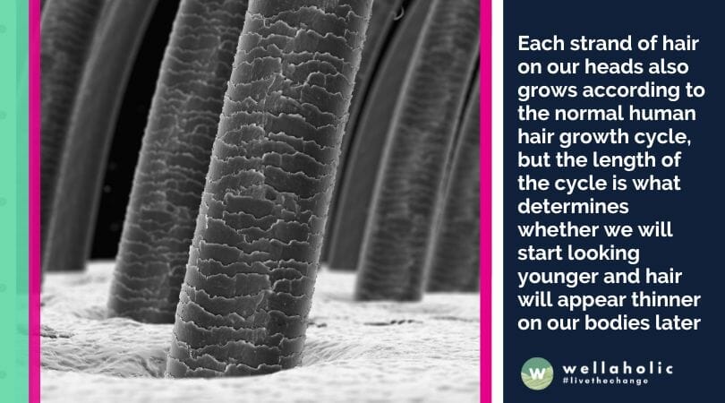 Each strand of hair on our heads also grows according to the normal human hair growth cycle, but the length of the cycle is what determines whether we will start looking younger and hair will appear thinner on our bodies later