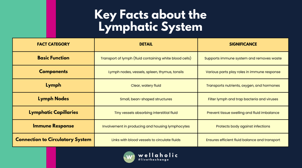 This table gives a snapshot of the lymphatic system's key aspects, their details, and why they are important for our body's functioning.