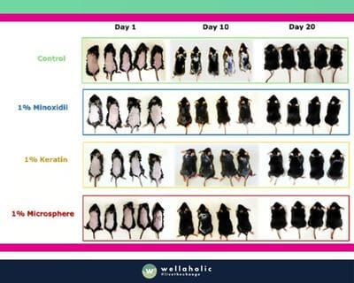 They tested this on mice by applying the gel to areas with no hair. The results? Hair started growing back faster and thicker than before, matching the effects of minoxidil, a common hair loss treatment.