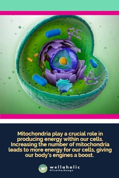 Mitochondria play a crucial role in producing energy within our cells. Increasing the number of mitochondria leads to more energy for our cells, giving our body's engines a boost. 
