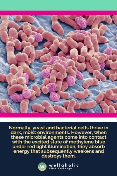 通常情况下,酵母和细菌细胞会在黑暗潮湿的环境中生长繁殖。然而,当这些微生物因子与红光照射下的亚甲蓝的激发态接触时,它们会吸收能量,随后削弱并摧毁它们。