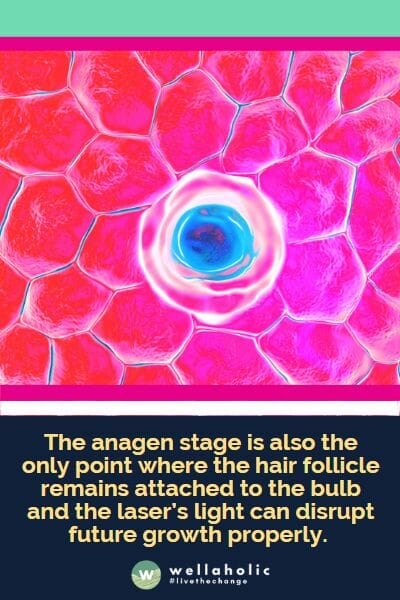 The anagen stage is also the only point where the hair follicle remains attached to the bulb and the laser’s light can disrupt future growth properly.