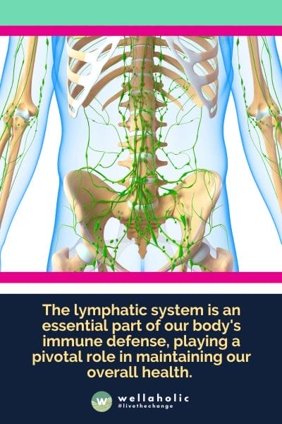 The lymphatic system is an essential part of our body's immune defense, playing a pivotal role in maintaining our overall health.