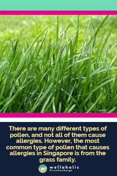 There are many different types of pollen, and not all of them cause allergies. However, the most common type of pollen that causes allergies in Singapore is from the grass family.