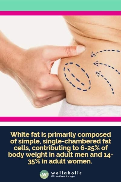 White fat is primarily composed of simple, single-chambered fat cells, contributing to 6-25% of body weight in adult men and 14-35% in adult women.