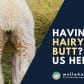 Having a hairy Butt? Let Us Help!