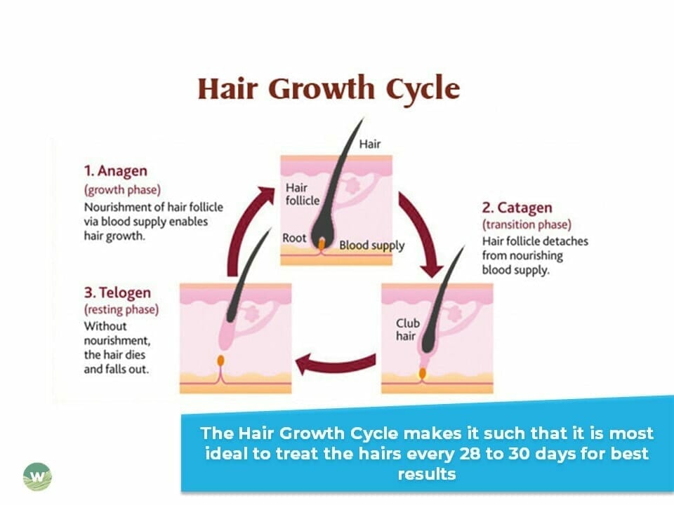 hair growth cycle 