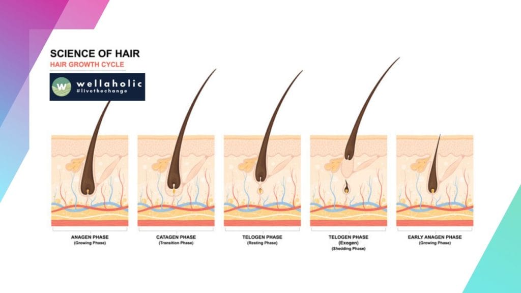 虽然最初的激光脱毛疗程可能会显著减少毛发生长，但需要了解的是，在治疗过程中，一些毛囊可能处于退行期（catagen phase）或休止期（telogen phase）。这些毛囊不处于活跃生长状态，因此不会受到激光的影响。

通过安排每月的疗程，您为这些休眠的毛囊提供了进入生长期的机会。通过在其活跃生长阶段瞄准它们，激光可以有效地处理这些新出现的毛囊，从而获得更全面和持久的效果。